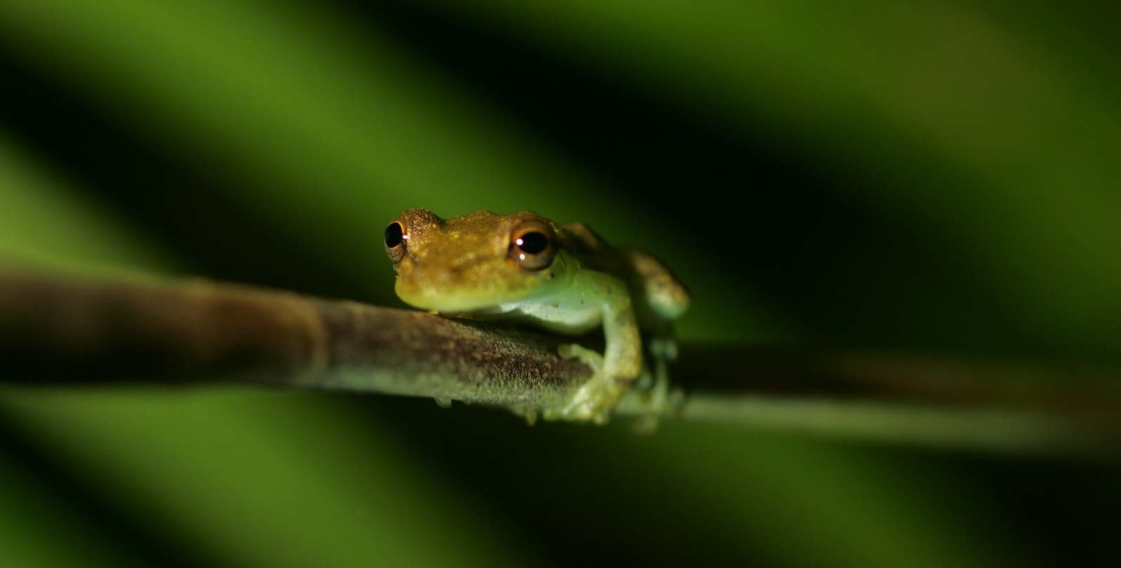 Frog in Costa Rica, Ecotourism, Ecotour