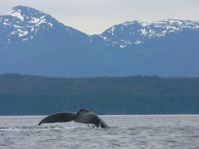 Whales and mountains in Alaska's Coastal Wilderness