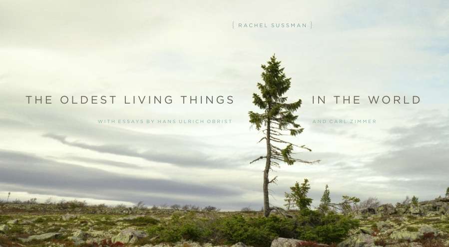 Oldest Living Things In the World, Book, Rachel Sussman