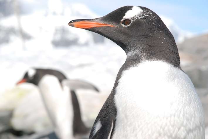 Penguin on Petermann Island, ff the northwest coast of Kiev Peninsula in Graham Land, Antarctica Photo © Skye Marr-Whelan