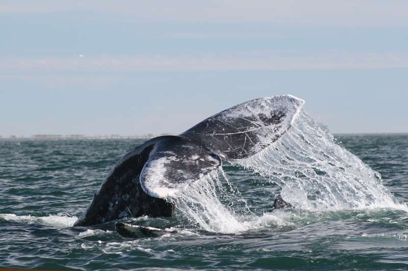 Lobtailing grey whale in Mexico