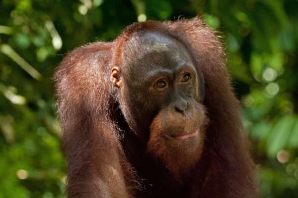 Orangutan in Boreno