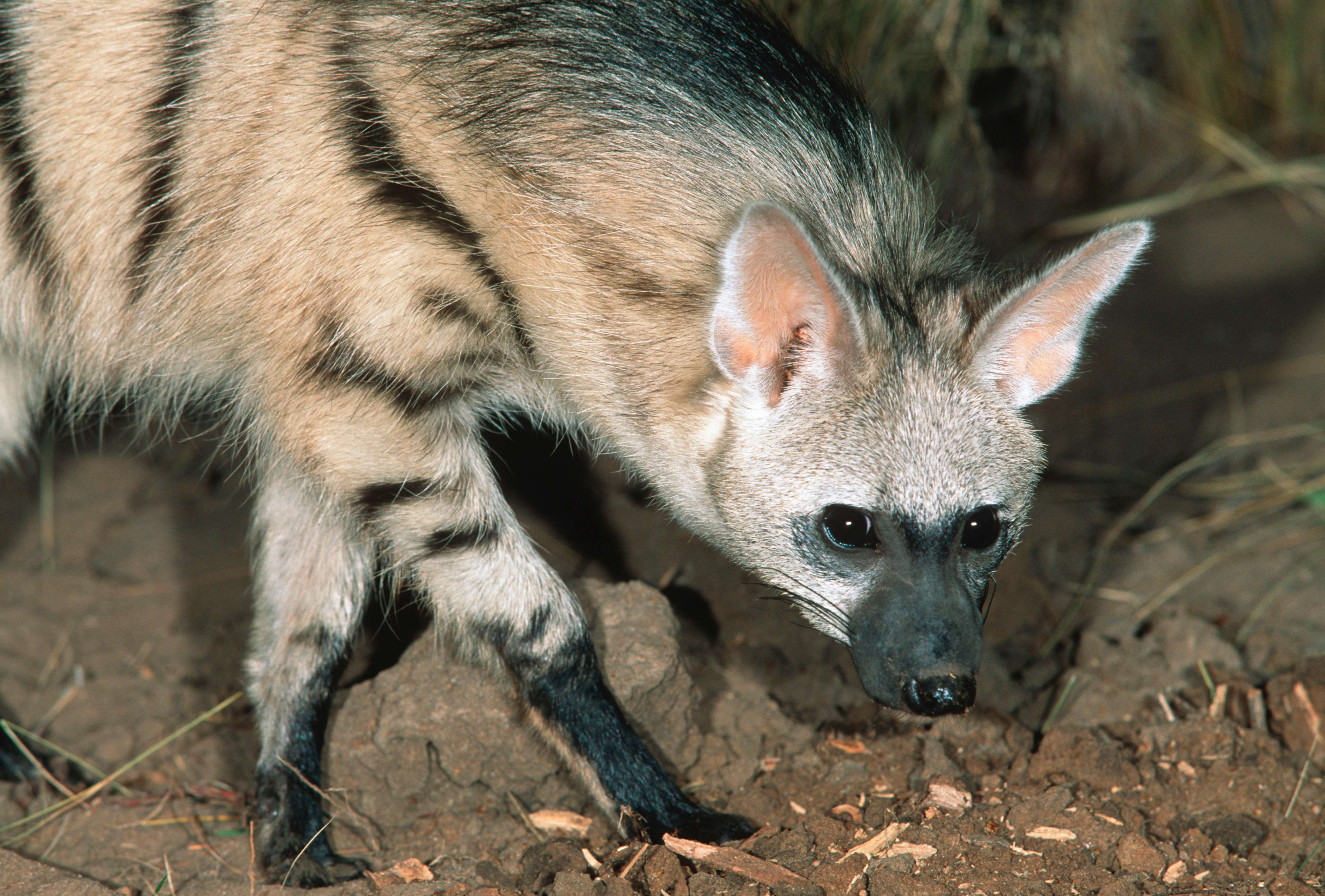 The nocturnal aardwolf preys on termites and can be found in southern and eastern Africa. © Martin Harvey/WWF-Canon