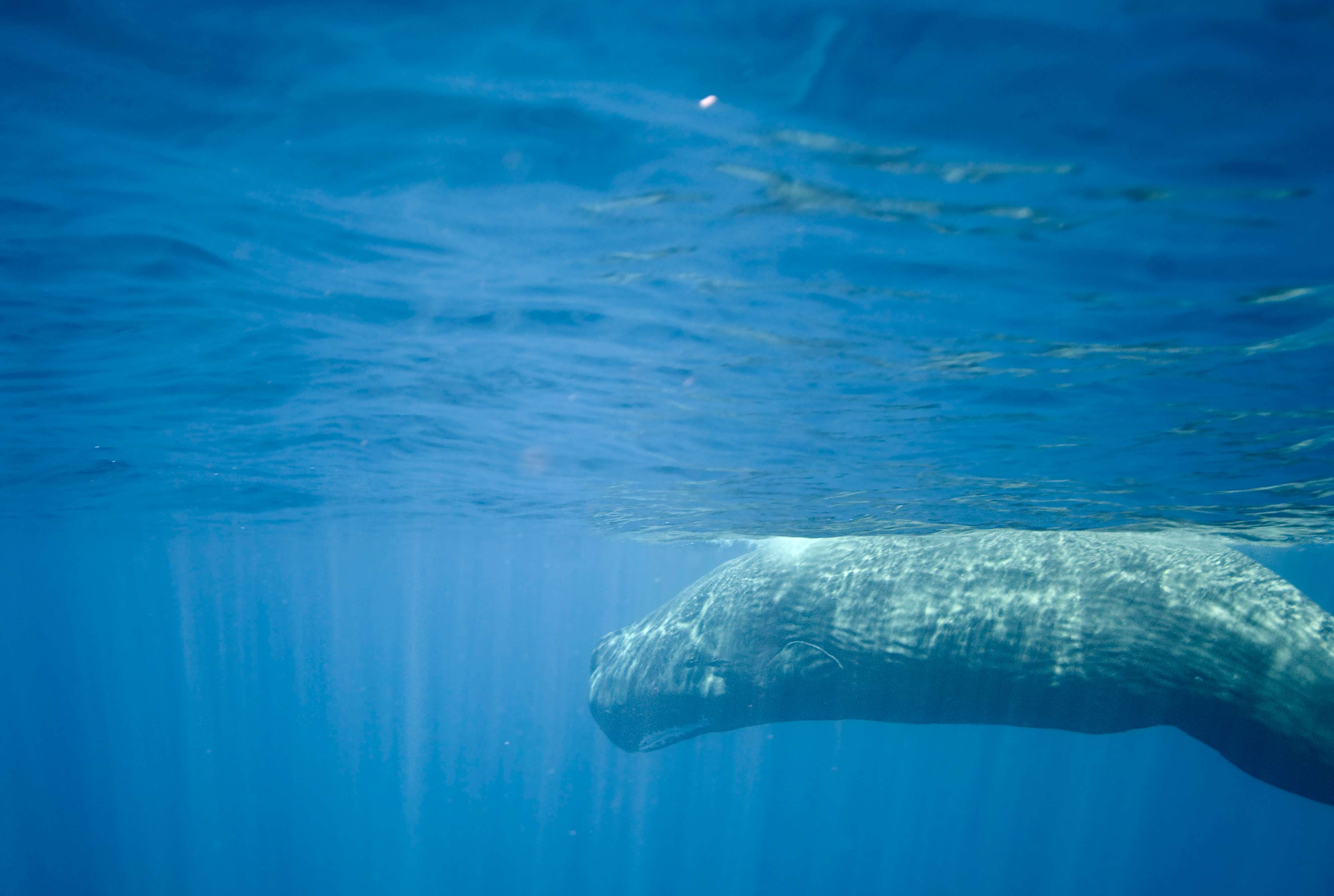 Sperm whale spotted in Indonesian waters. © Robert Delfs/WWF-Canon