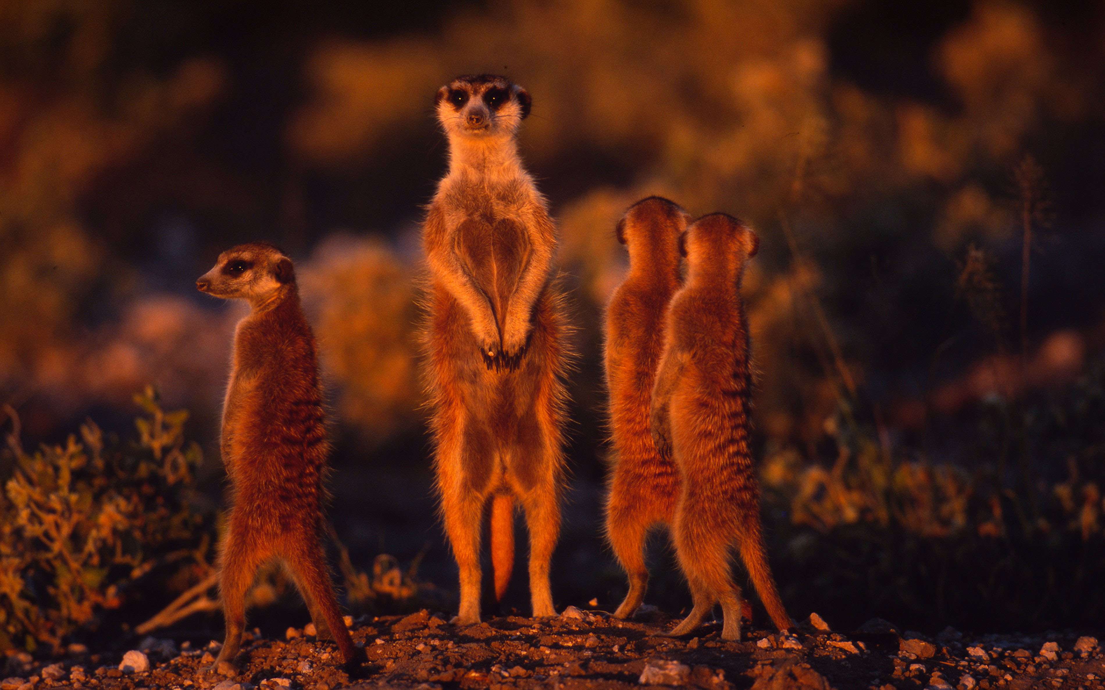 Meerkats standing upright to gain wider view of area Arid western areas of Southern Africa. © Martin Harvey/WWF-Canon