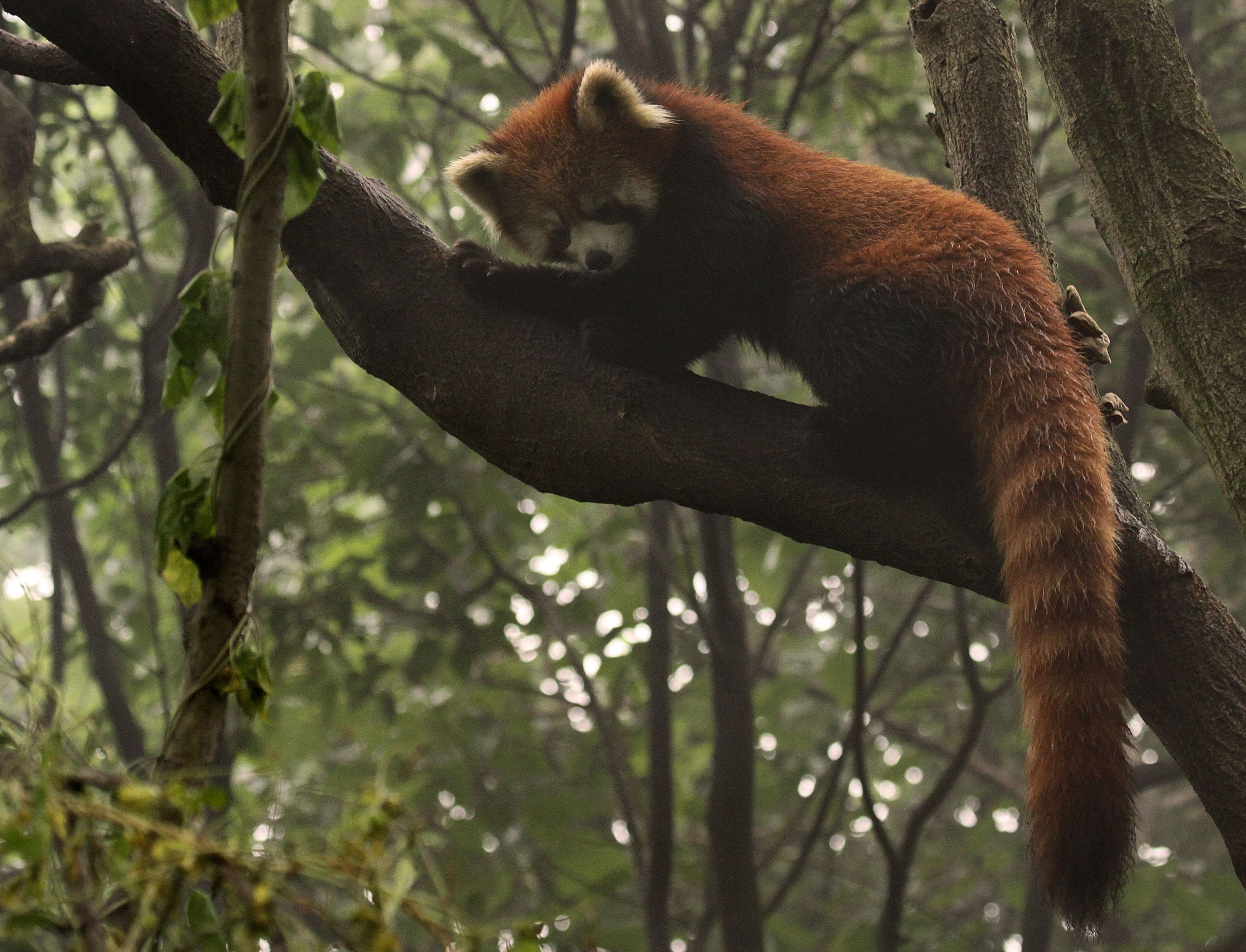 Red panda climbing in China © Melissa Scott/NHA