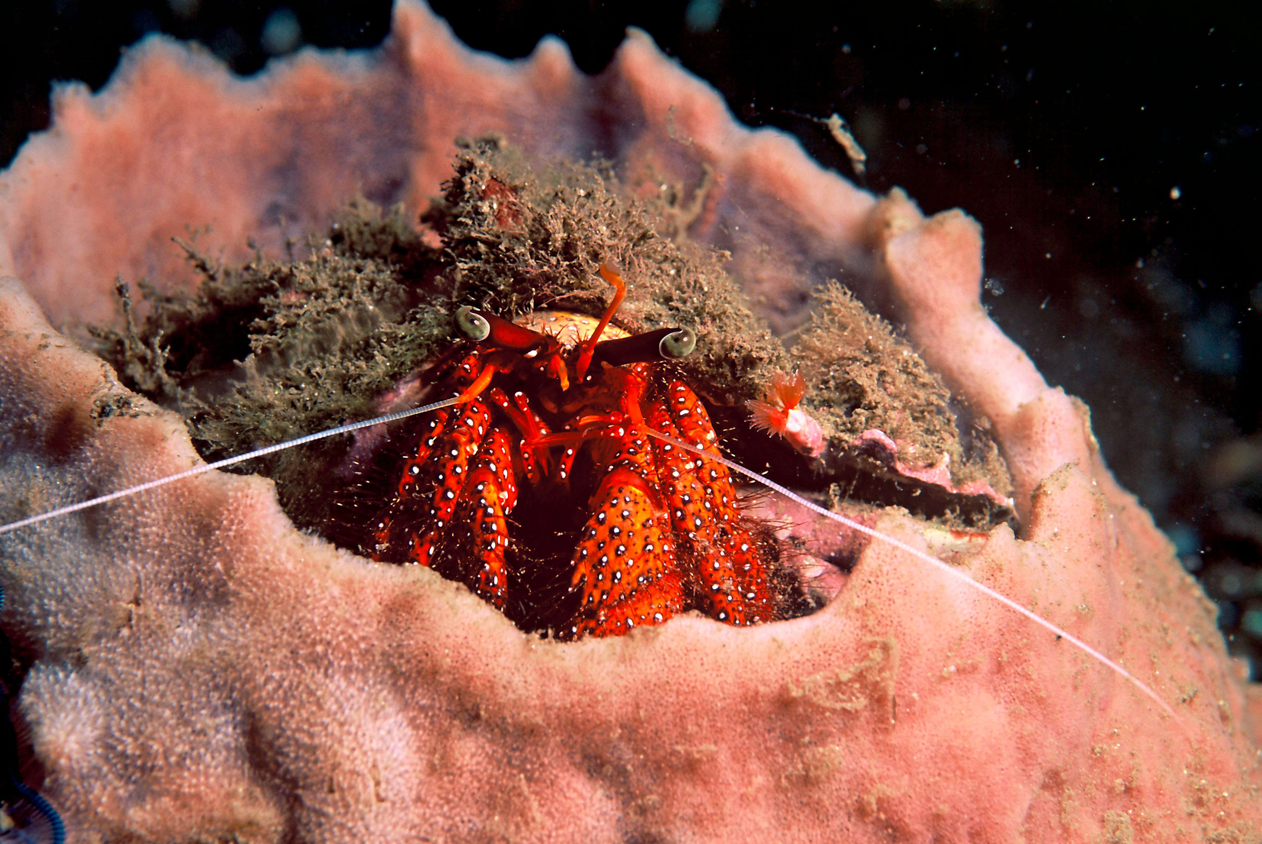 Hermit crab in a sponge in Papua New Guinea © Cat Holloway/WWF-Canon