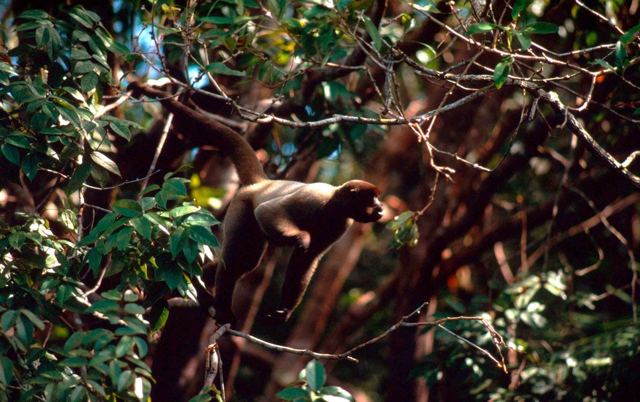 Spider monkey in the treetops of Brazil © Edward Parker/WWF-Canon 