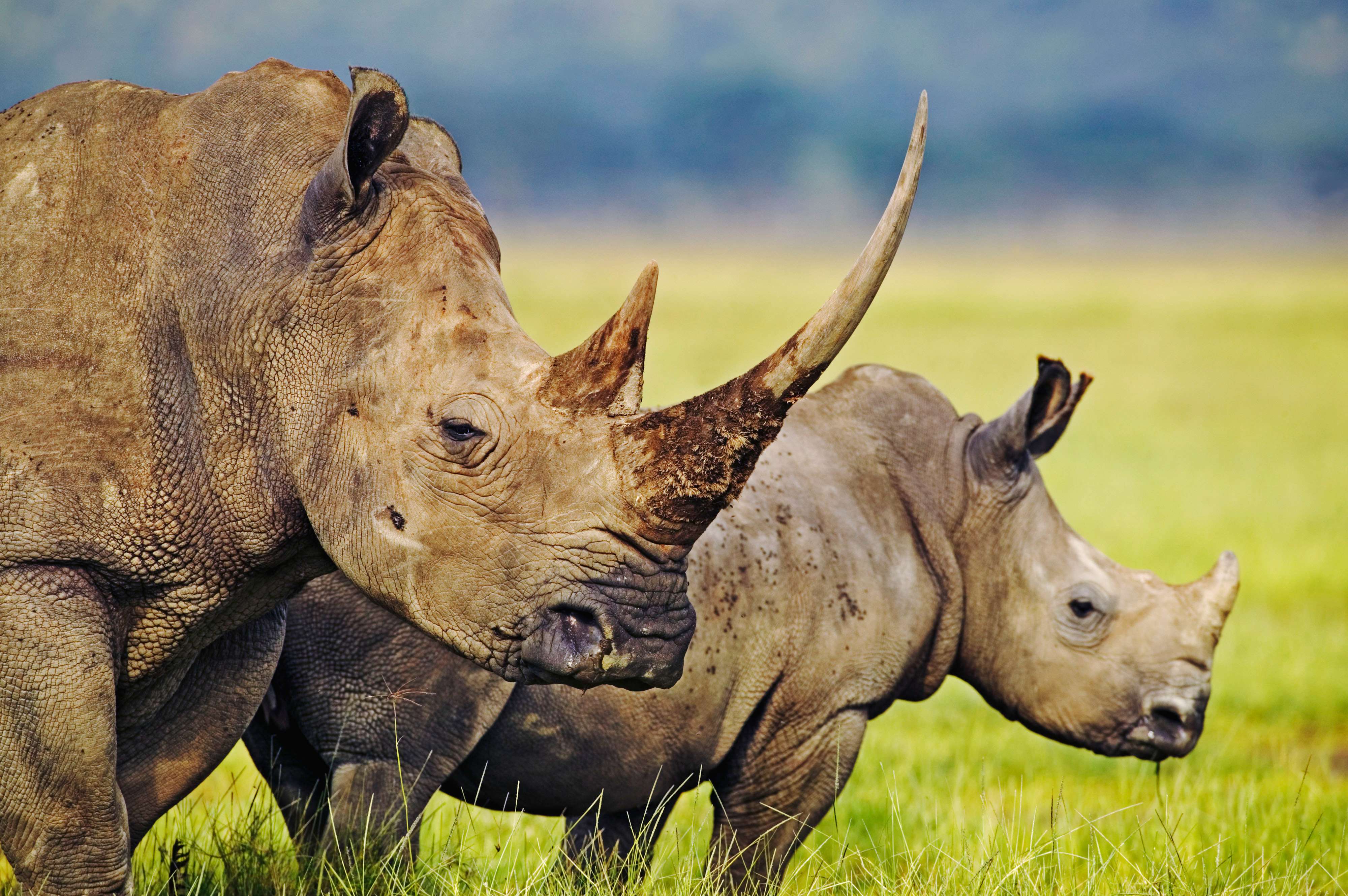 White rhino grazing in Kenya © Martin Harvey/WWF-Canon