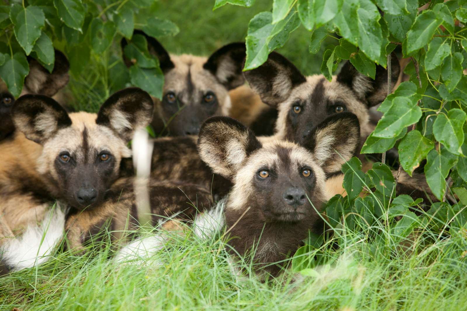 african wild dogs, father's day
