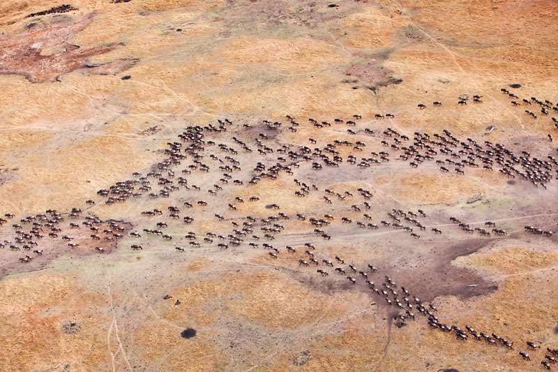 Aerial view of the Blue Wildebeest (Connochaetes taurinus) migration. Up to 1.5 million wildebeest move through the Mara/Serengeti ecosystem each year. This is one of the worlds last great animal migrations. Masai Mara National Reserve, Kenya © Martin Harvey/WWF-Canon