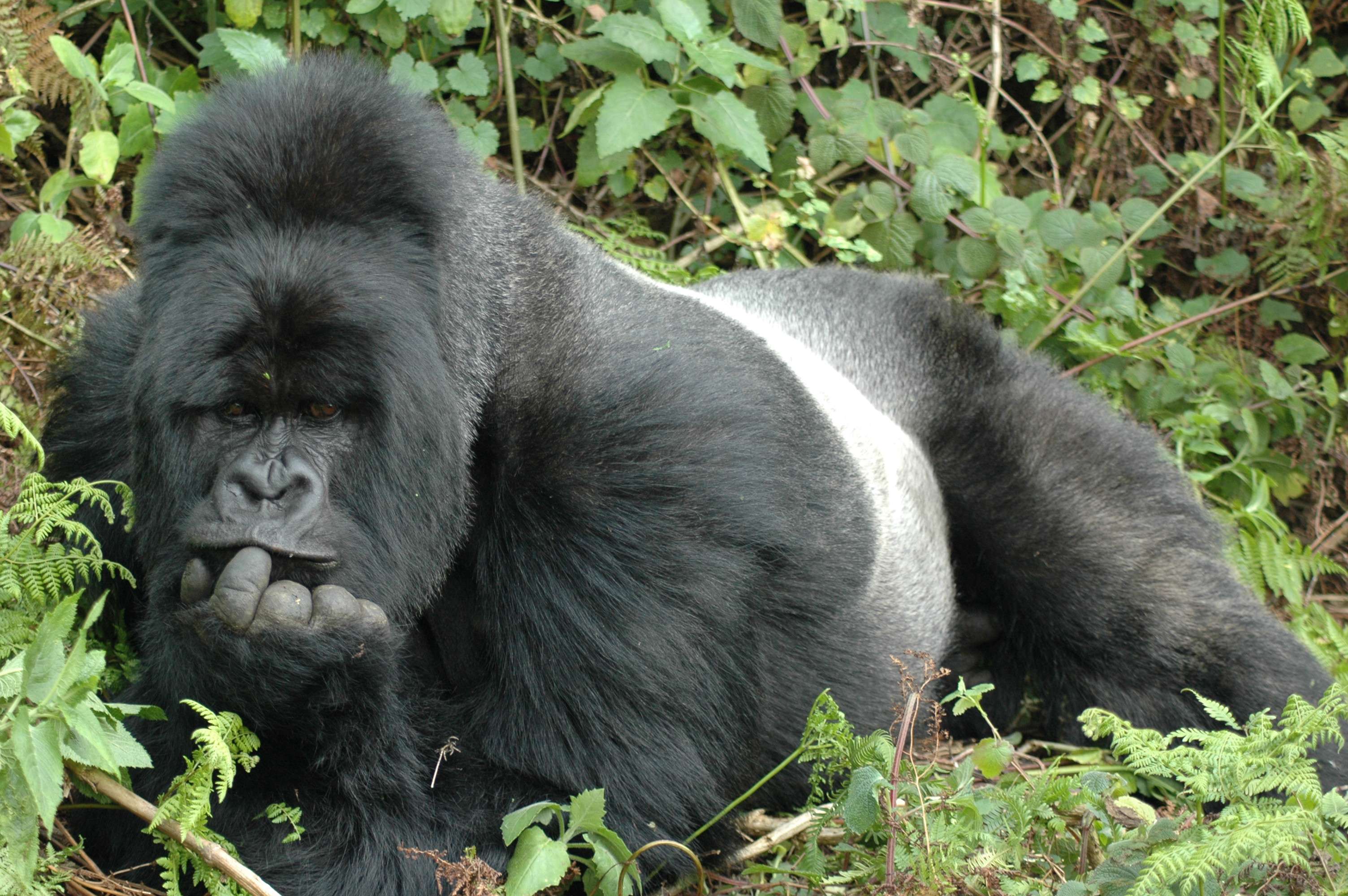 Since the discovery of the mountain gorilla subspecies in 1902, its population has endured years of war, hunting, habitat destruction and disease, their population is estimated to be around 786 today. © Trista Gauge/NHA