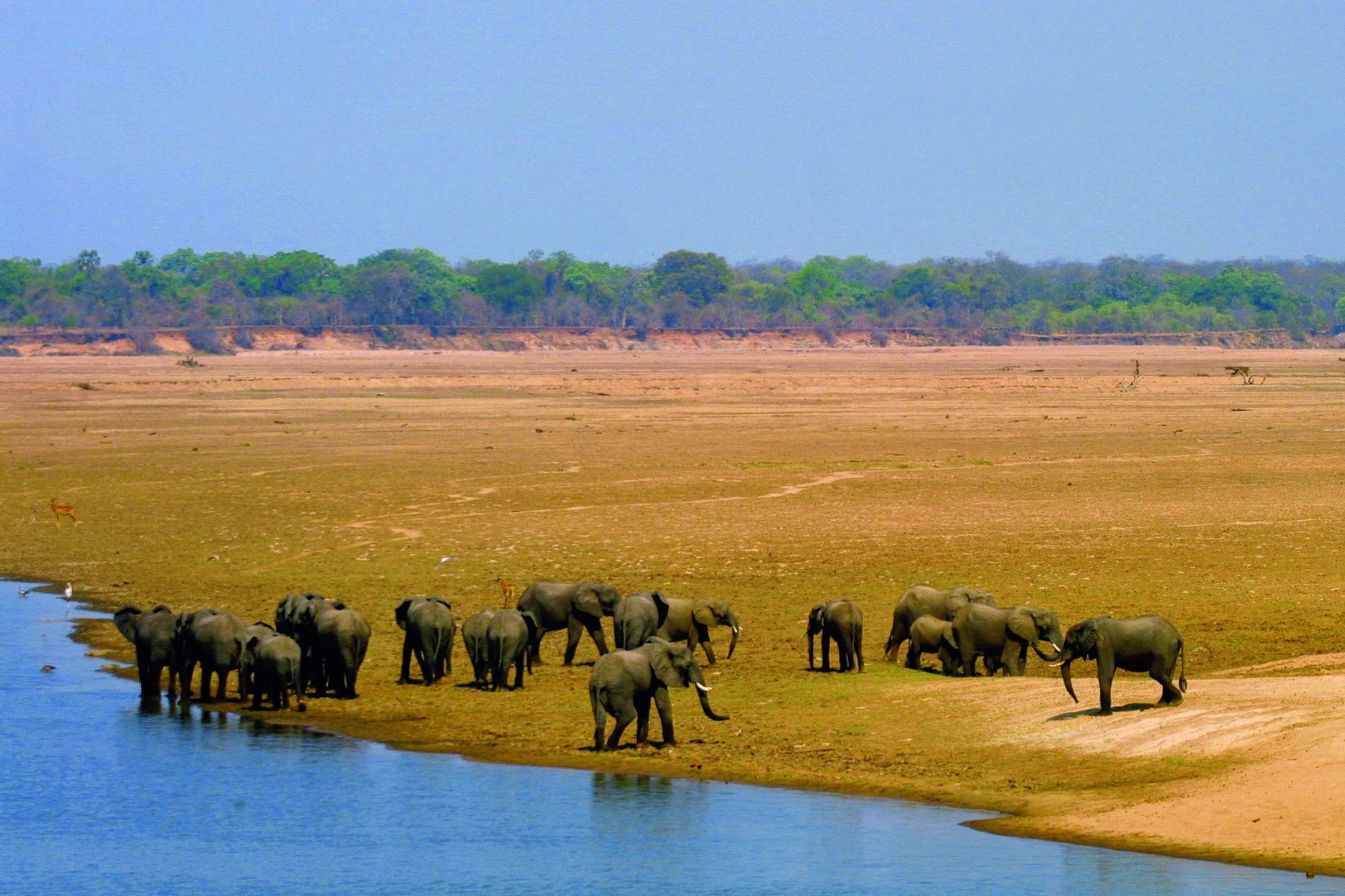 Travelers have the chance to see elephants in the Luangwa Valley. Roughly half of Africa’s total elephant populations live within Angola, Botswana, Namibia, Zambia and Zimbabwe. © Wilderness Safaris