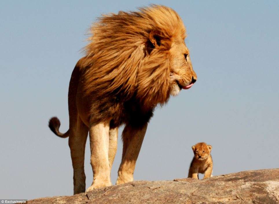 lion father and cub