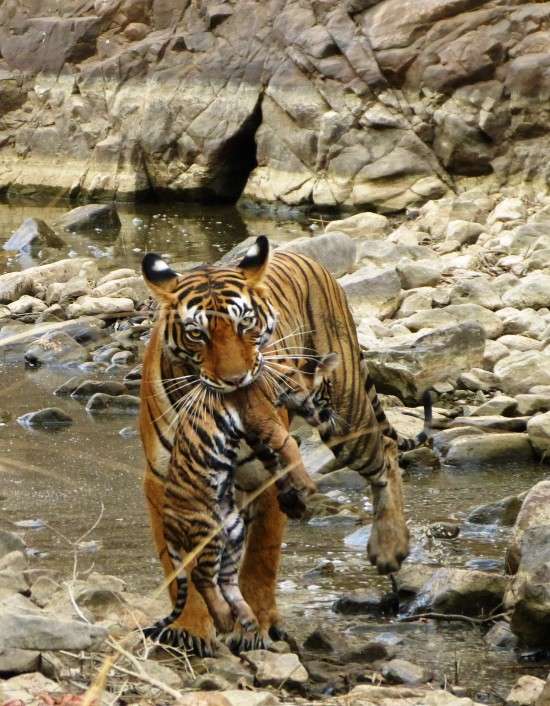Mama tigress carrying infant cub directly in front of guests on Nat Hab's India wildlife photo safari