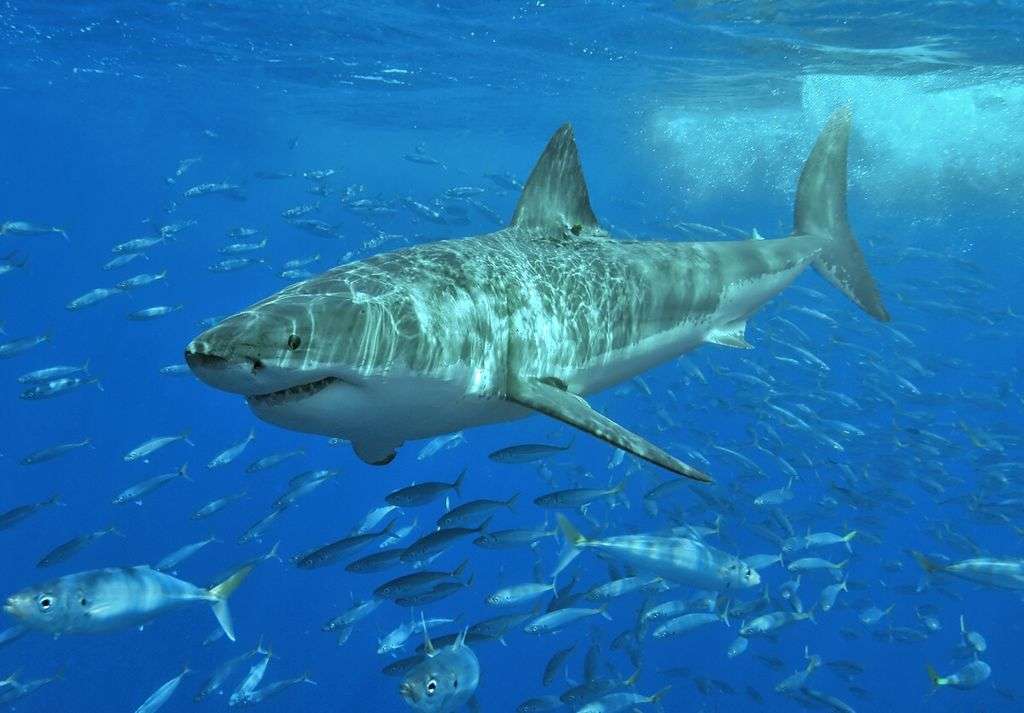 Photo by Terry Goss, copyright 2006. Taken at Isla Guadalupe, Mexico, August 2006. great white shark swimming with school of fish in blue waters