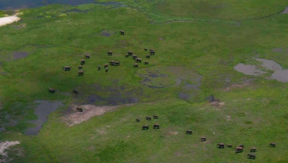 elephants, Okavango Delta, Botswana, Arial