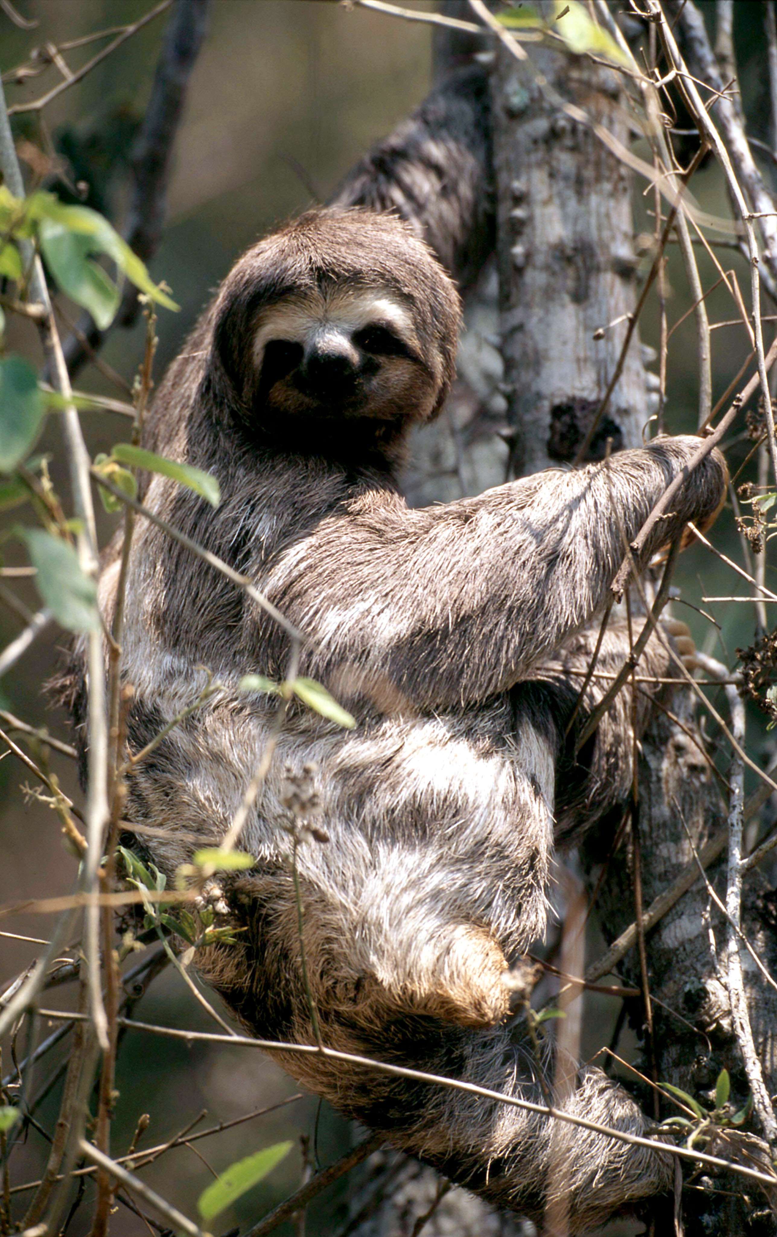 Brown-throated sloth. © Michel Gunther/WWF-Canon