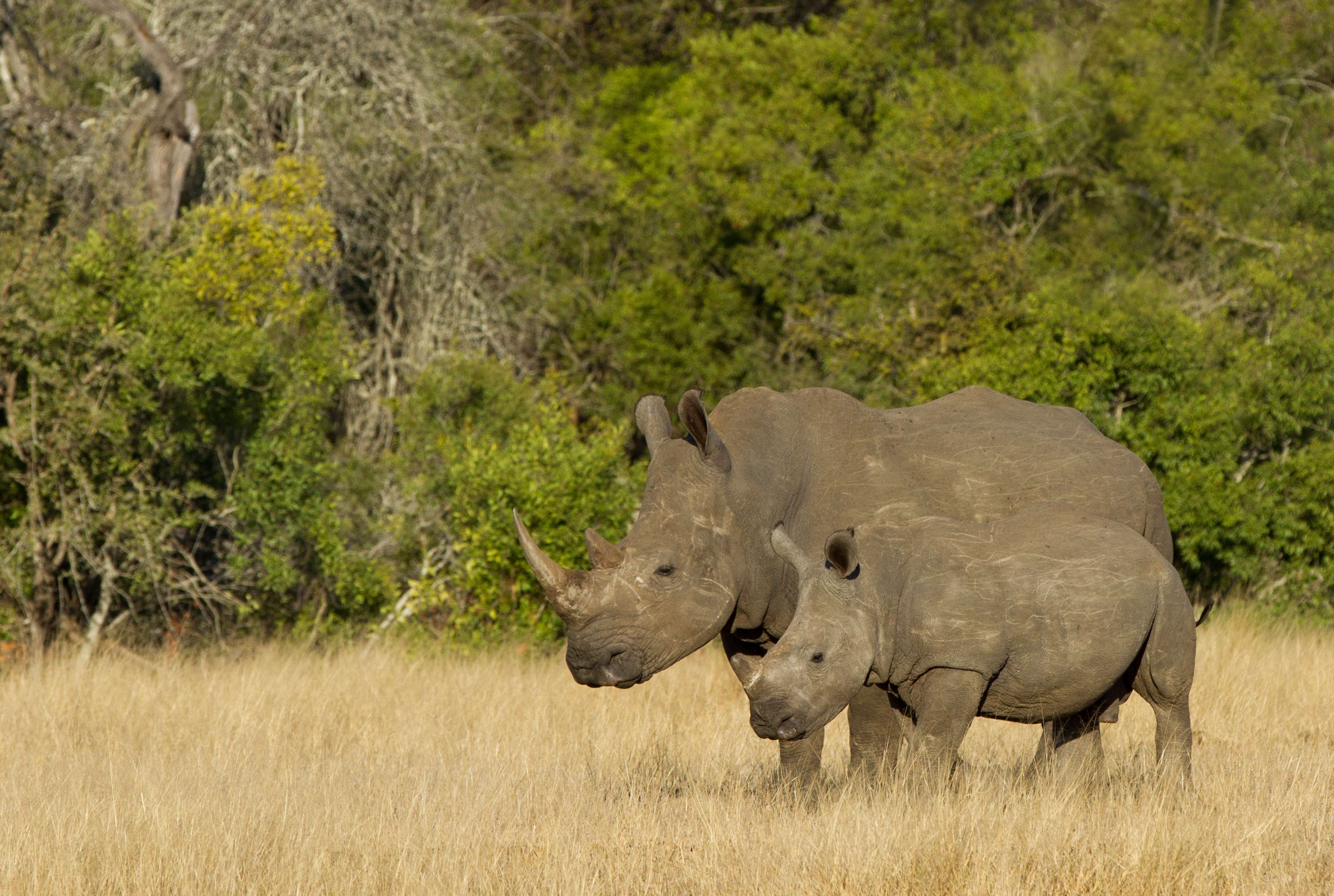WWF works to protect rhinos in Kruger National Park. Photo by Gavin Lautenbach.