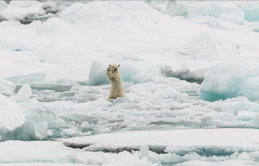 polar bear cub waves to the photographer on a piece on ice in Svalbard