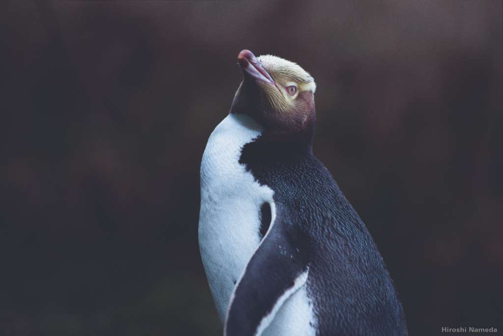 Our updated itinerary includes an excursion on the Otago Peninsula to meet a colony of yellow-eyed penguins. Photo by Hiroshi Nameda.