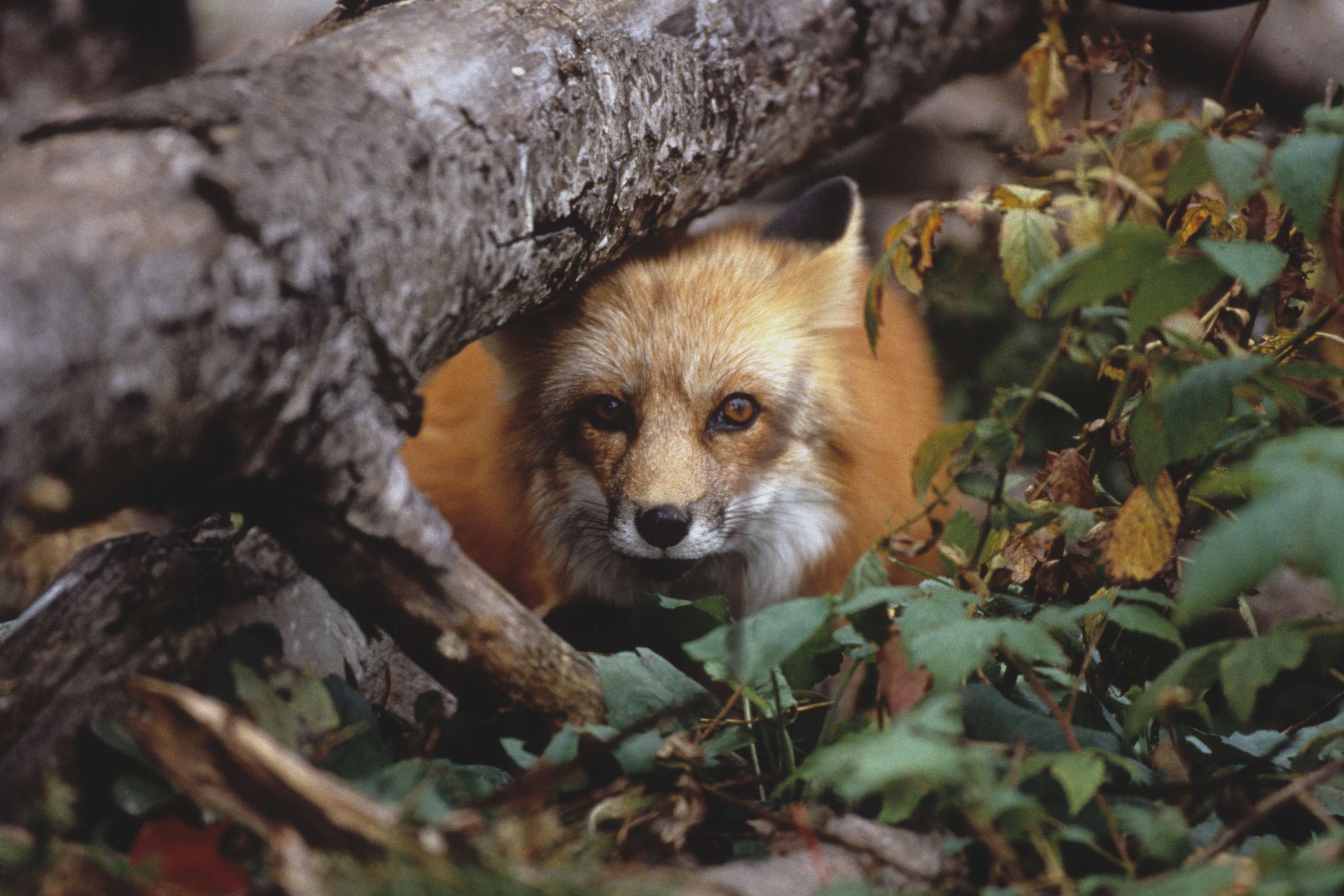 You can train yourself to spot creatures hidden in the forest. Photo by Howard Buffett/WWF-US.