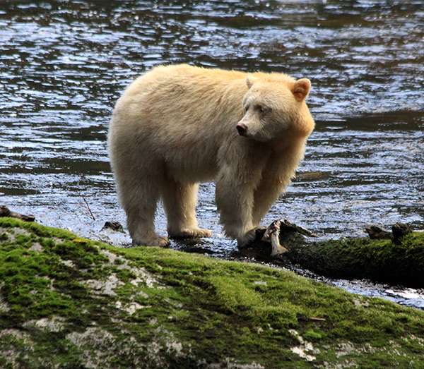 The current estimate is that there are less than 400 spirit bears. Most of them live on the British Columbia coast, in an area that stretches from the northern tip of Vancouver Island north to the Alaska panhandle. ©Candice Gaukel Andrews
