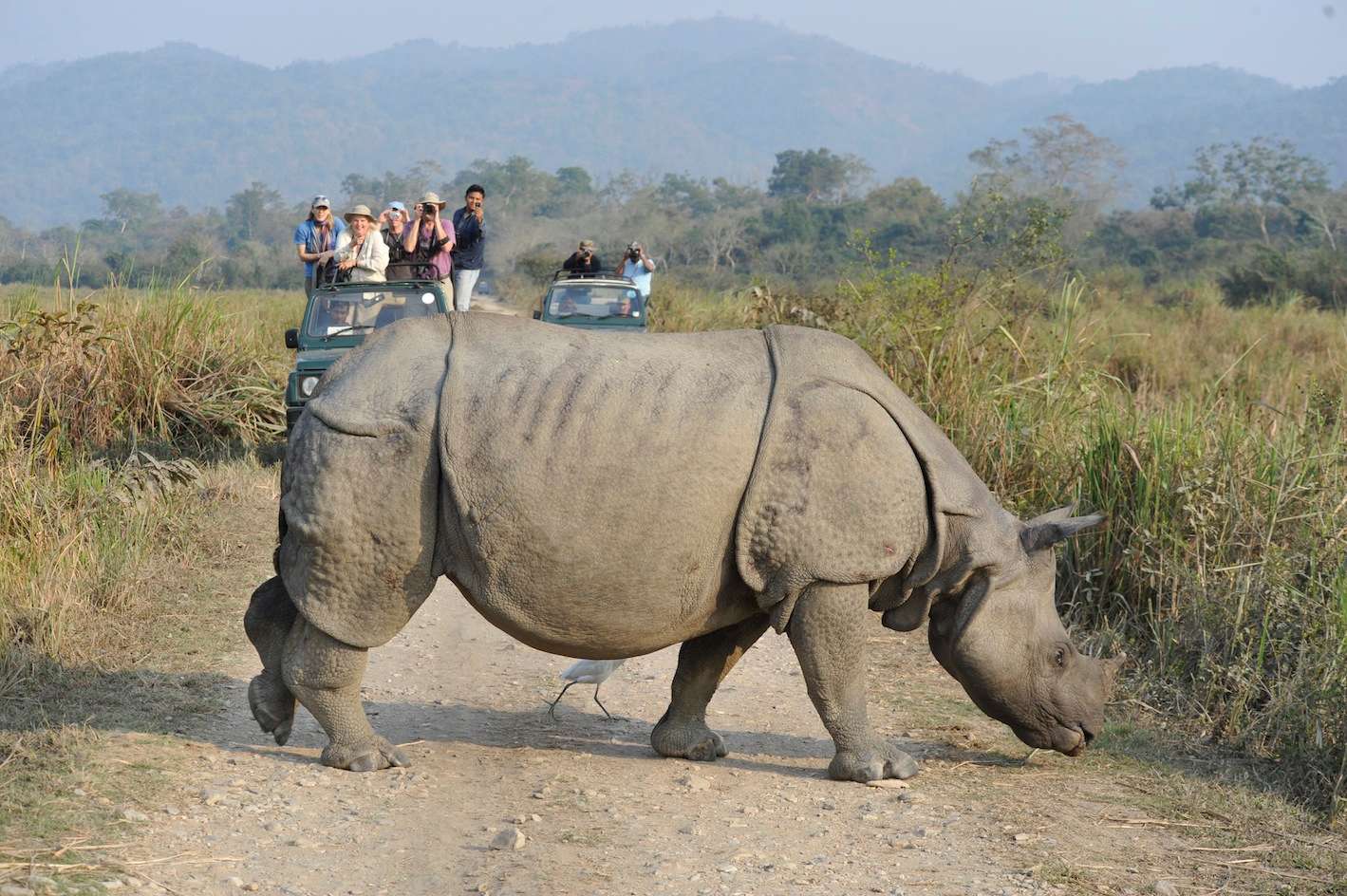 Rhino in Kaziranga National park. (c) Toby Sinclair/NHA