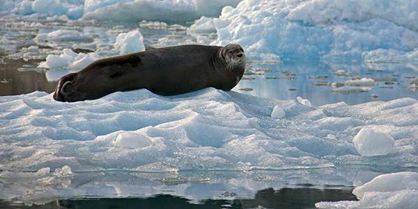 Greenland seal