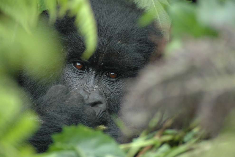 baby gorilla in Bwindi, Uganda