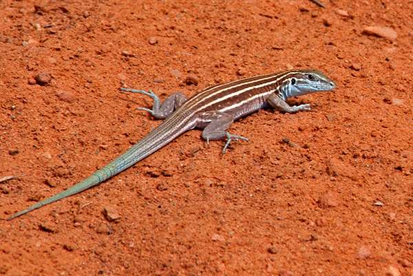 Lizard in the Southwest Canyons