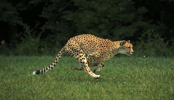 By bunching and coiling its spine, a cheetah can expand to a great stride length. ©From the video “Cheetahs on the Edge — Director’s Cut” by National Geographic