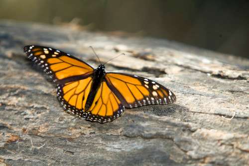 monarch butterfly in Mexico