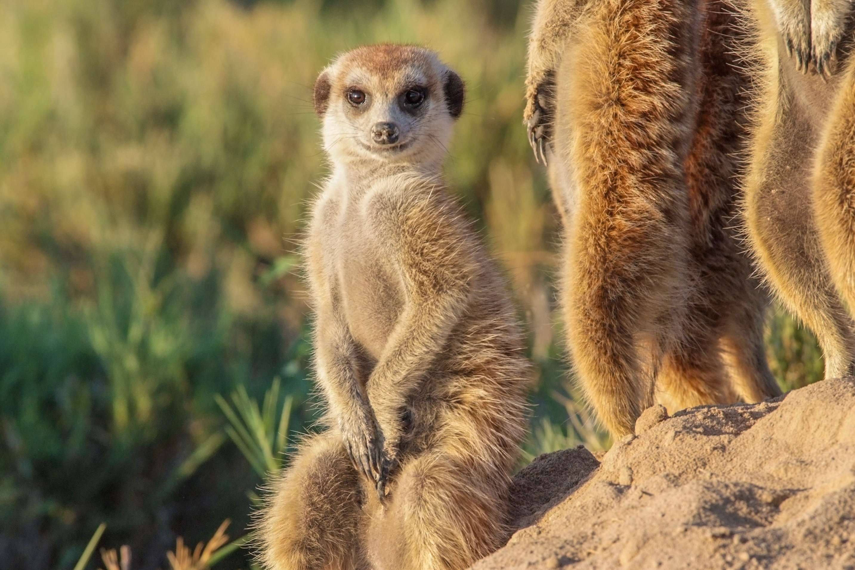 Meerkats in Makgadikgadi Pans National Park. © WWF-US/Rachel Kramer