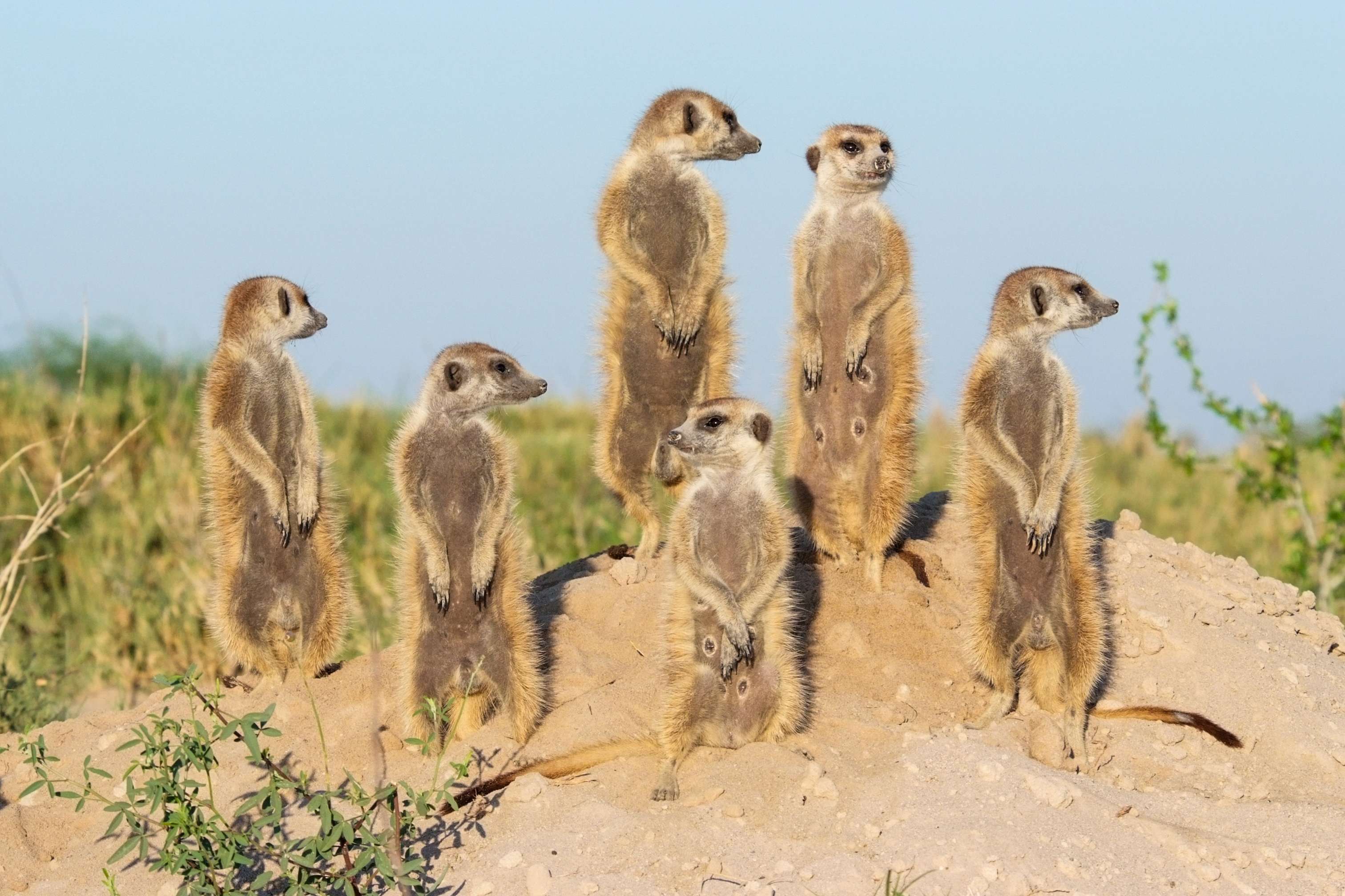 A meerkat family basks in the early morning sun. © WWF-US/Rachel Kramer