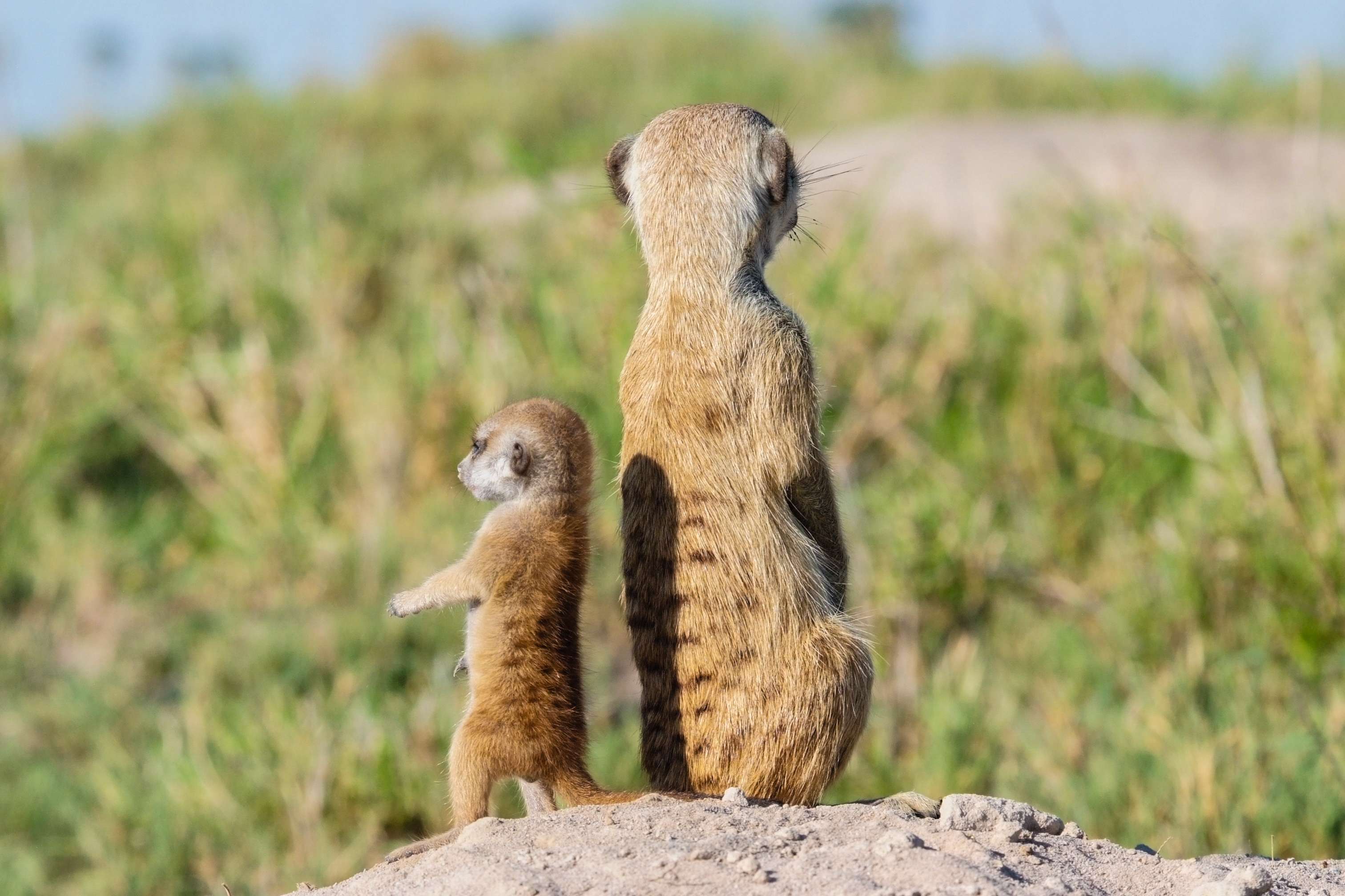 A young meerkat pup learns to stand upright, using its tail for balance. © WWF-US/Rachel Kramer