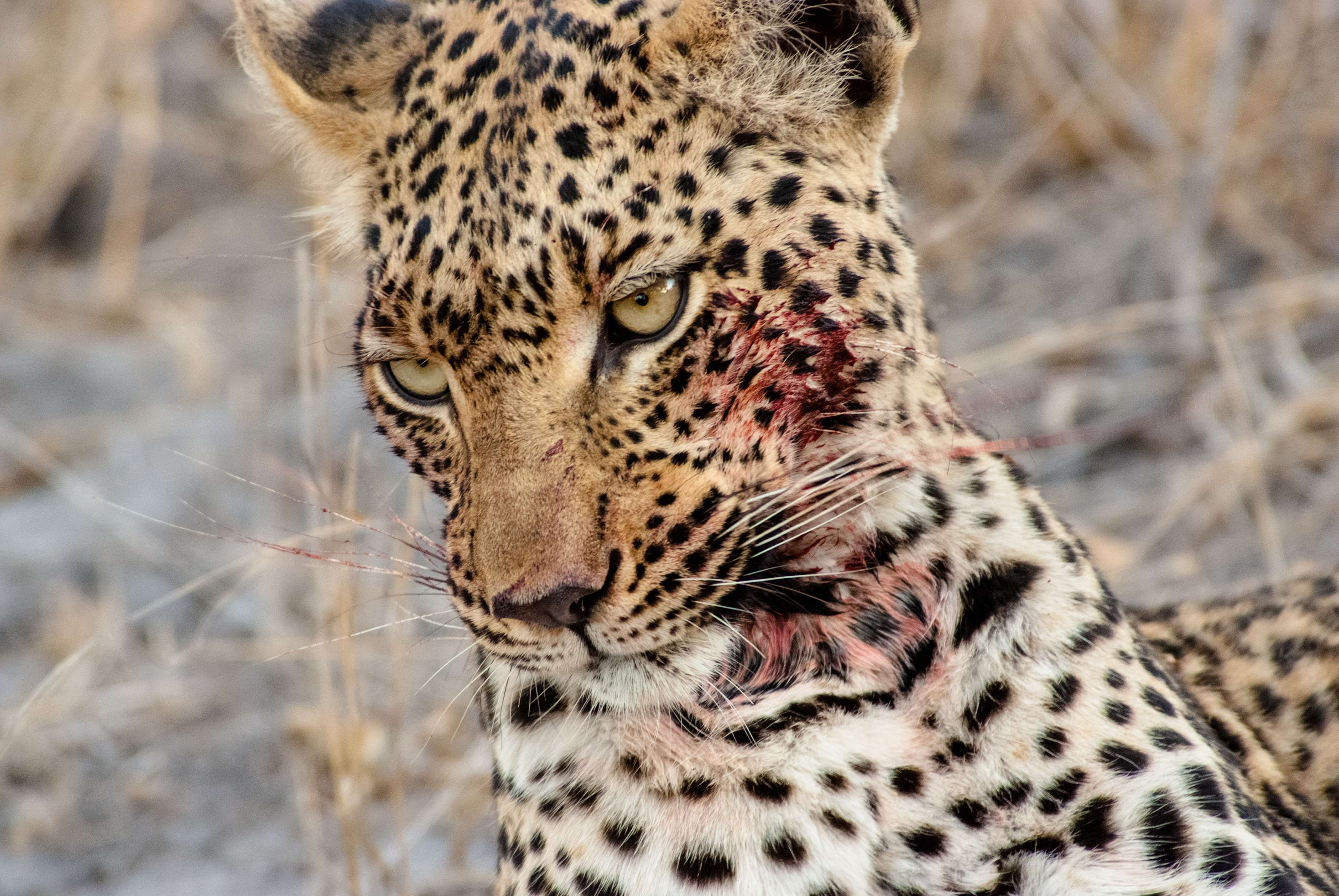 After removing a morsel from her kill, a leopard cleans her bloody face. © WWF-US/Rachel Kramer