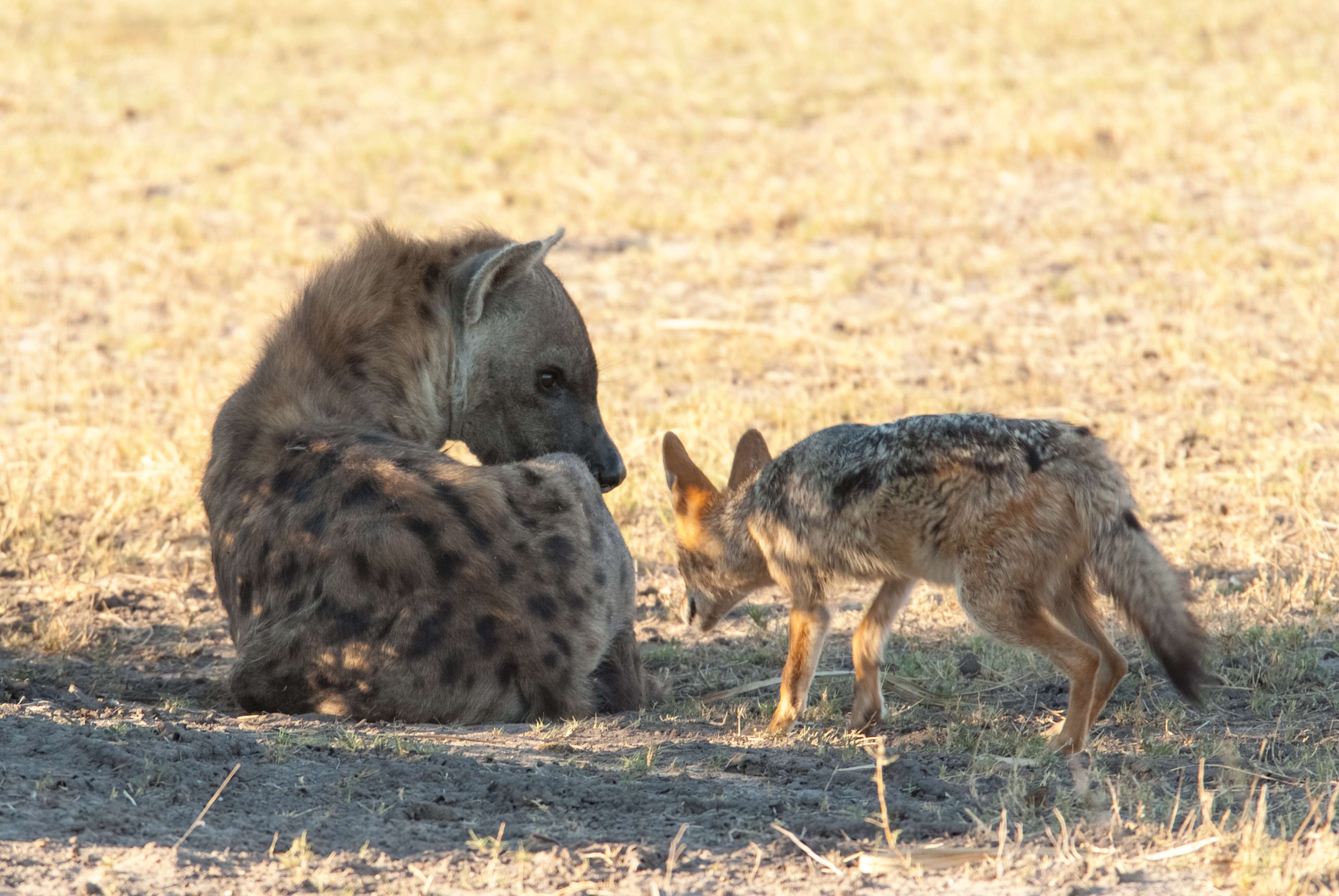 Face-off between a spotted hyena and a black-backed jackal in the Okavango delta. © WWF-US/Rachel Kramer