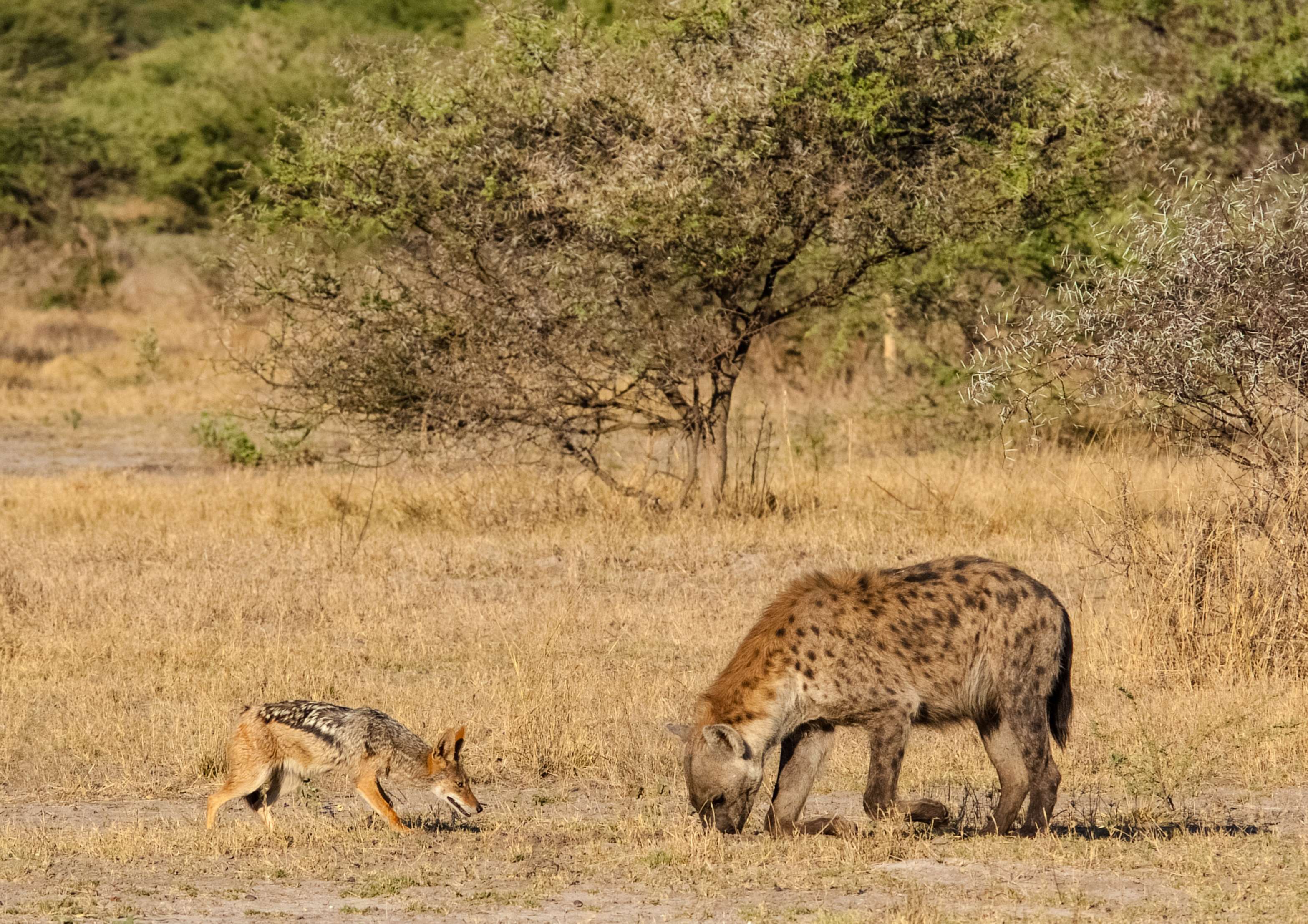 A black-backed jackal bravely herds a spotted hyena far away from its den. © WWF-US/Rachel Kramer