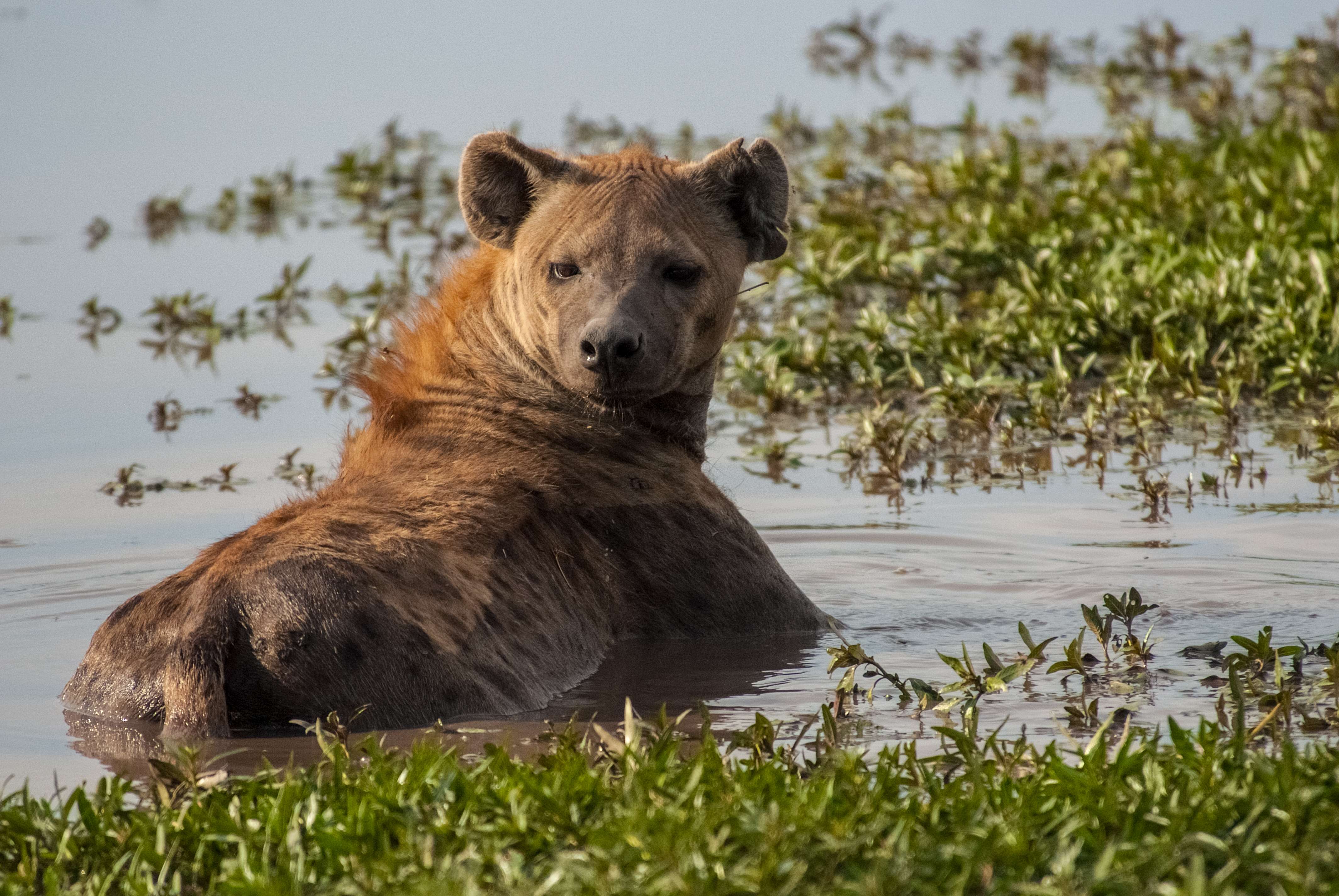 An adult spotted hyena cools off in a flooded pool in the Okavango delta. © WWF-US/Rachel Kramer
