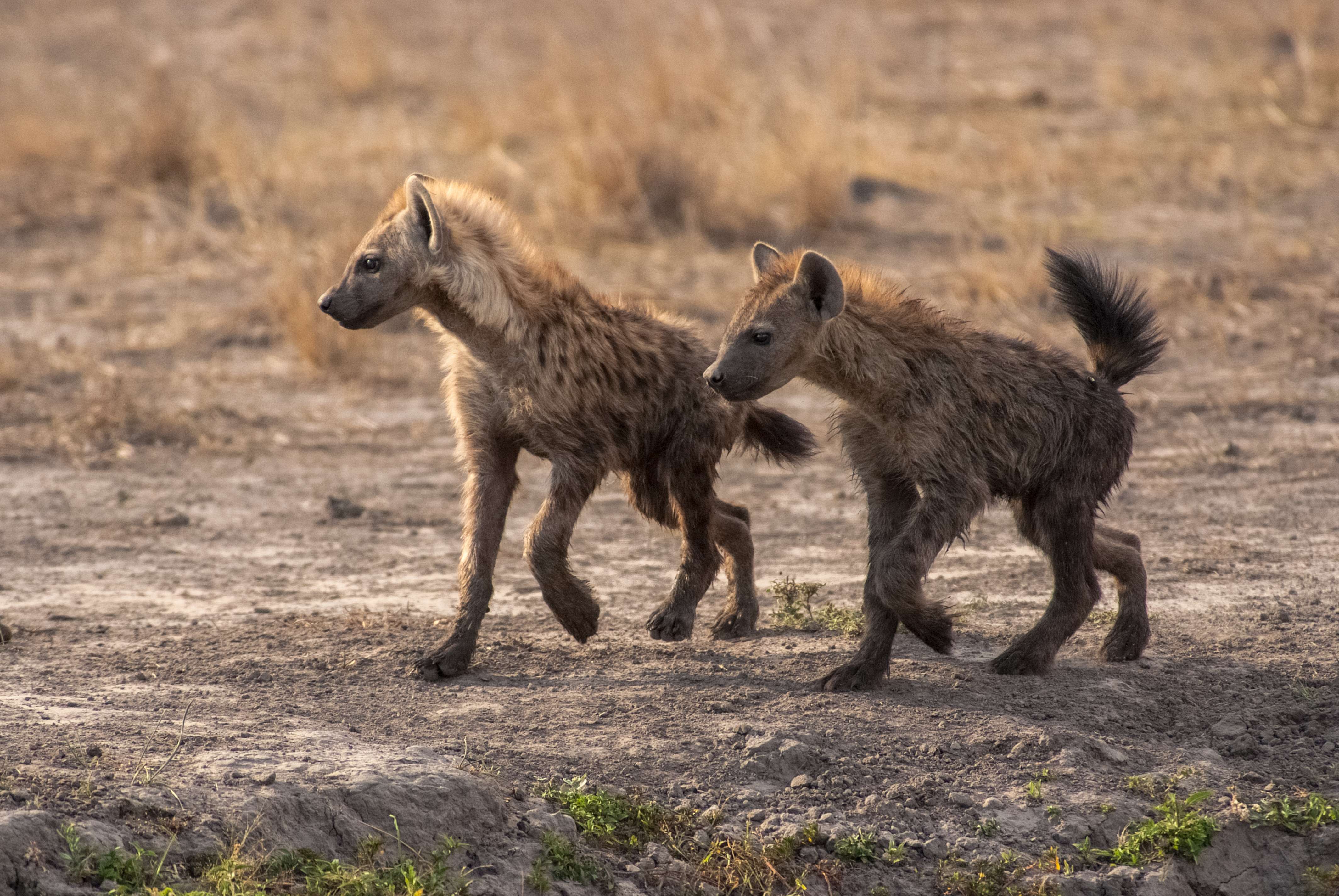 Two juvenile spotted hyenas make their way to a mud hole in the Okavango delta. © WWF-US/Rachel Kramer