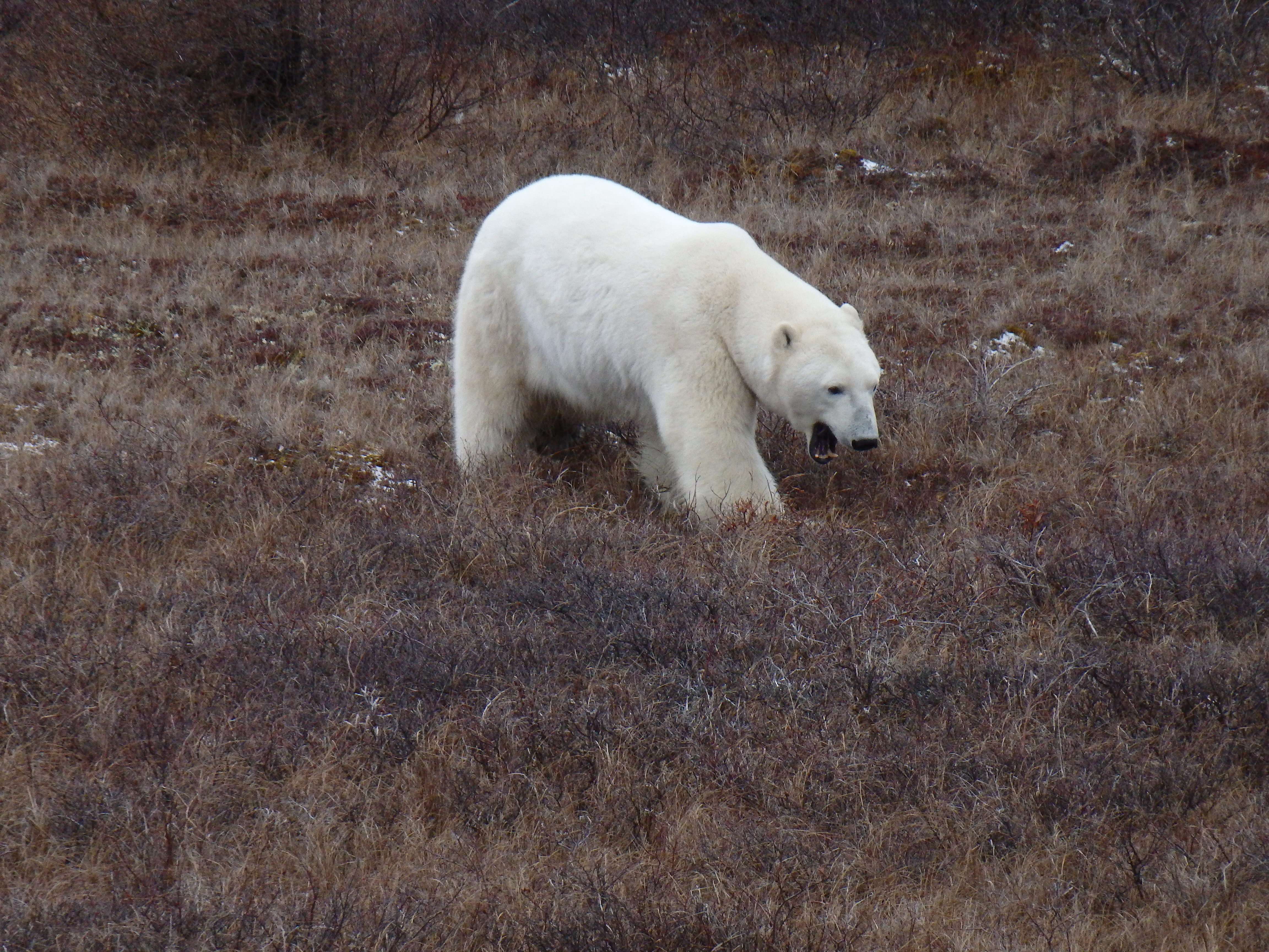 polar bear yawning on Tundra in Churchill