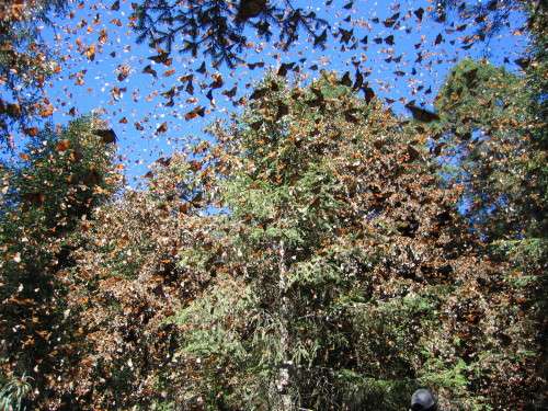 millions of monarchs in Mexico