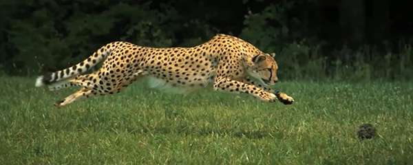 A cheetah can cover 25 feet in a single bound. ©From the video “Cheetahs on the Edge — Director’s Cut” by National Geographic