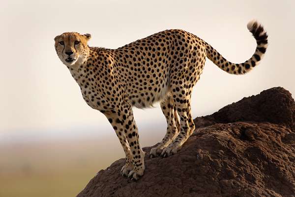From spine to skull, a cheetah's body is perfectly designed for running. ©Eric Rock
