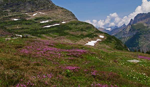 At Logan Pass in summer, flowers—and snow—decorate an alpine meadow. ©Candice Gaukel Andrews