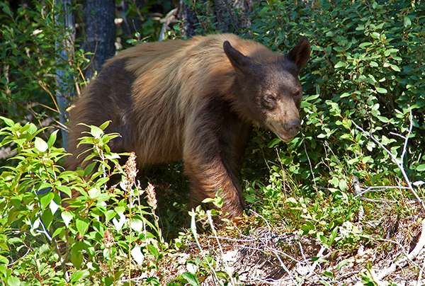 Glacier National Park is home to both black bears and grizzly bears. Contrary to their name, black bears also come in blond, brown and cinnamon, such as this black bear. ©Candice Gaukel Andrews