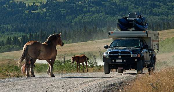 Tourists will need to share the rustic roads with Montana’s equine residents. ©Candice Gaukel Andrews