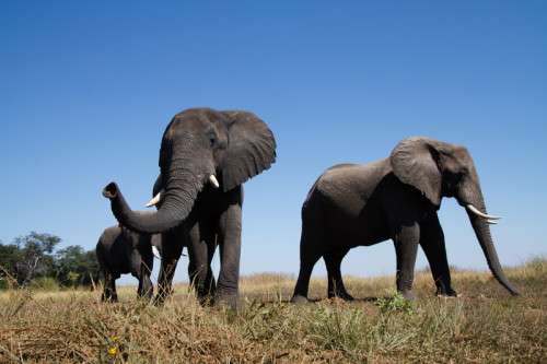 elephants, Botswana