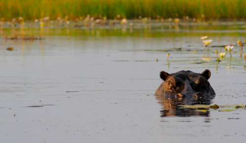 Hippo, King's Pool, Botswana